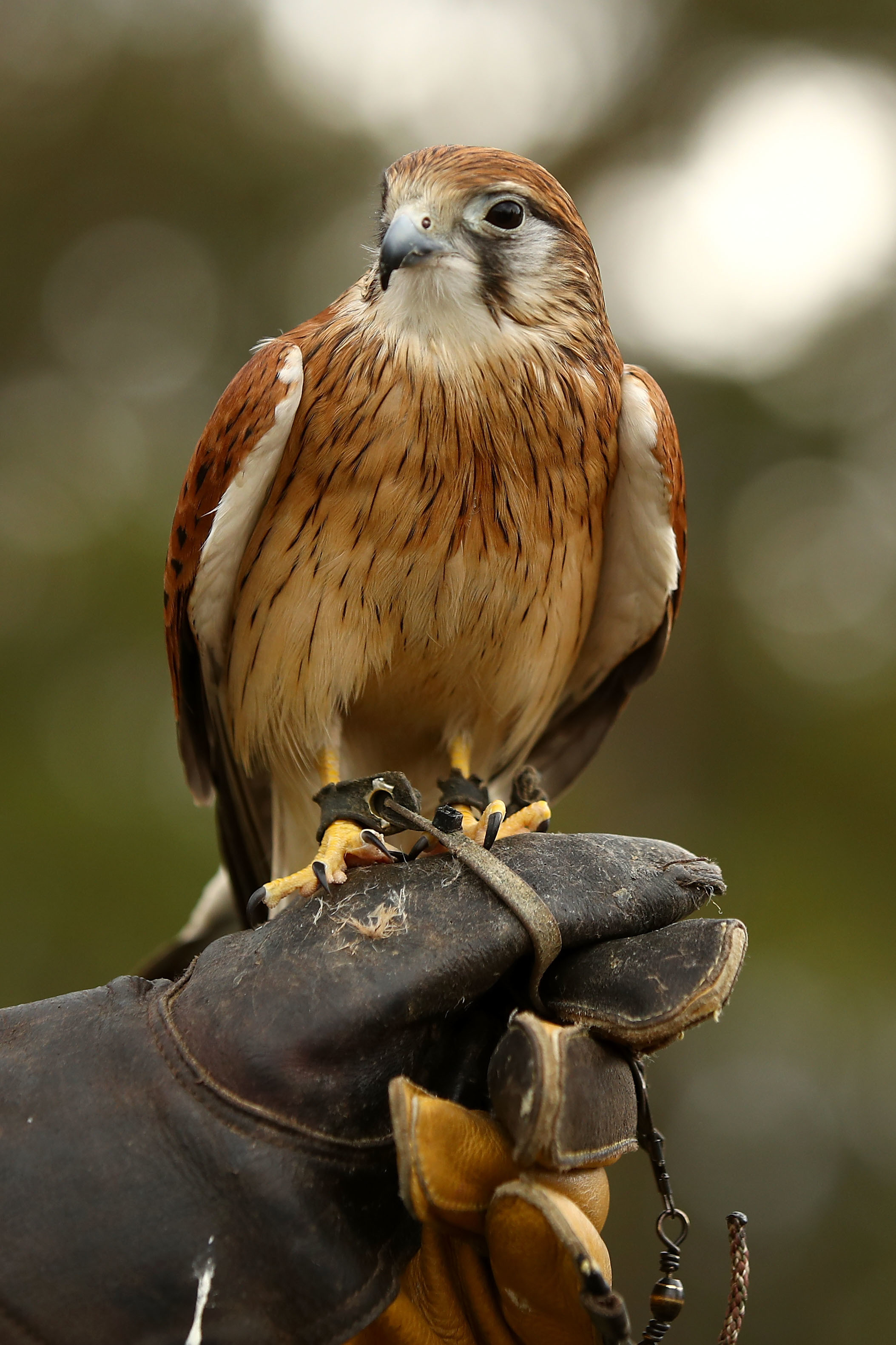 Saudi Prince Buys Close To An Entire Plane To Fly His 80 Exotic Pet Falcons  In The Middle-East